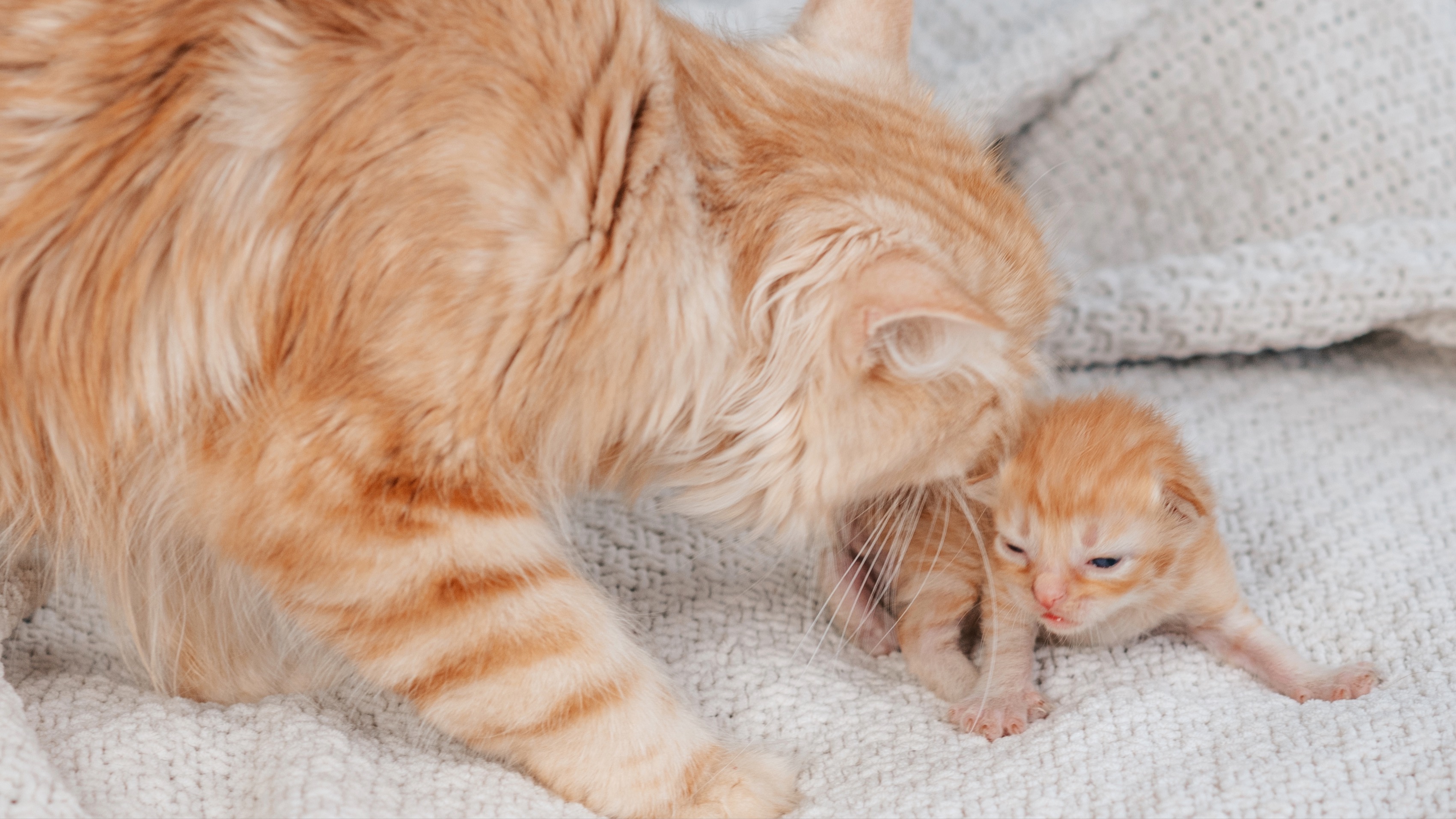 Mother cat and her newborn kitten