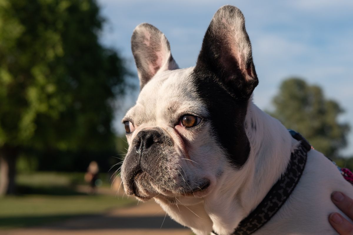A French Bulldog puppy