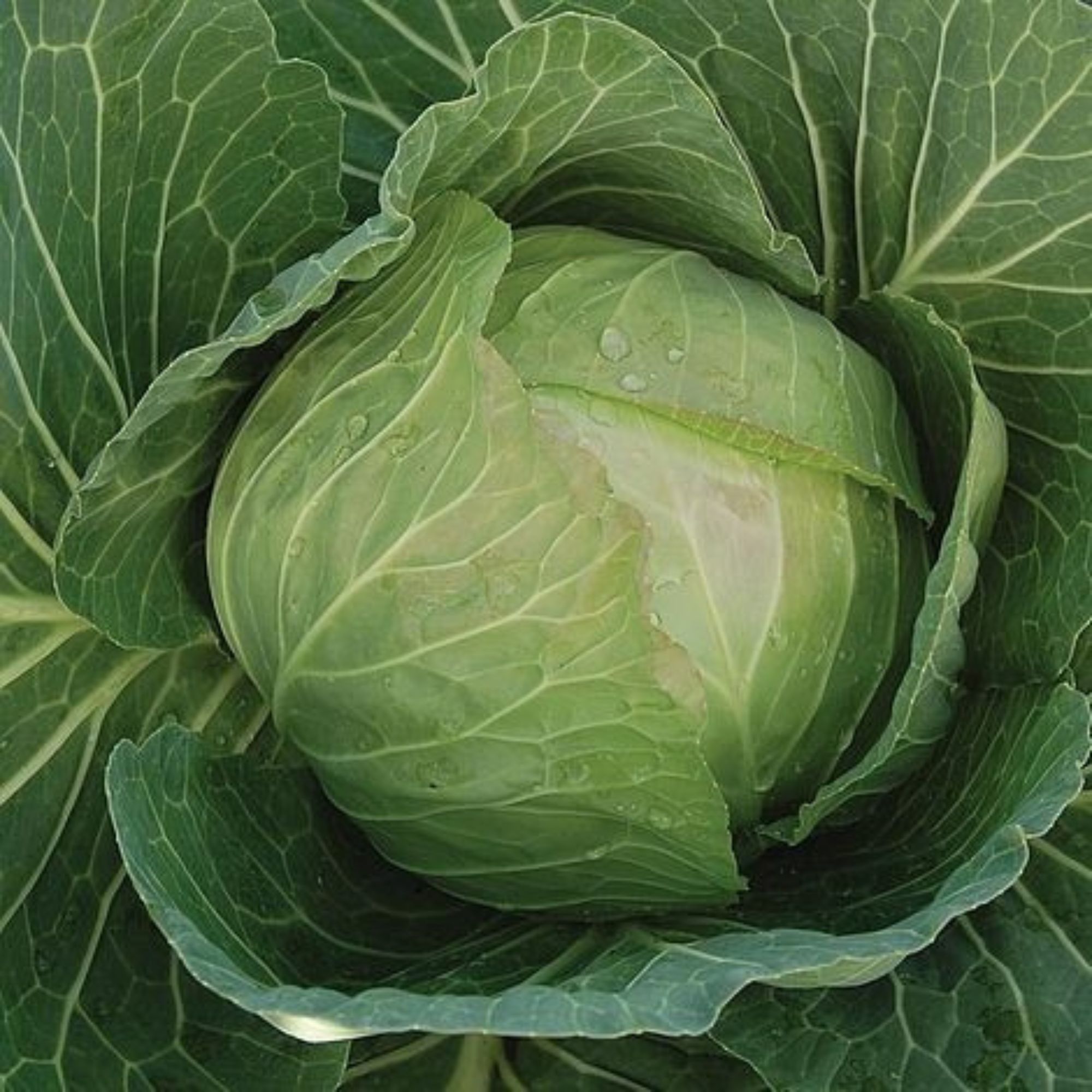 cabbage