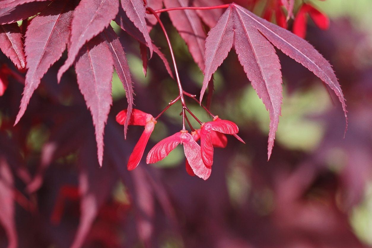 Japanese Maple Tree Seeds