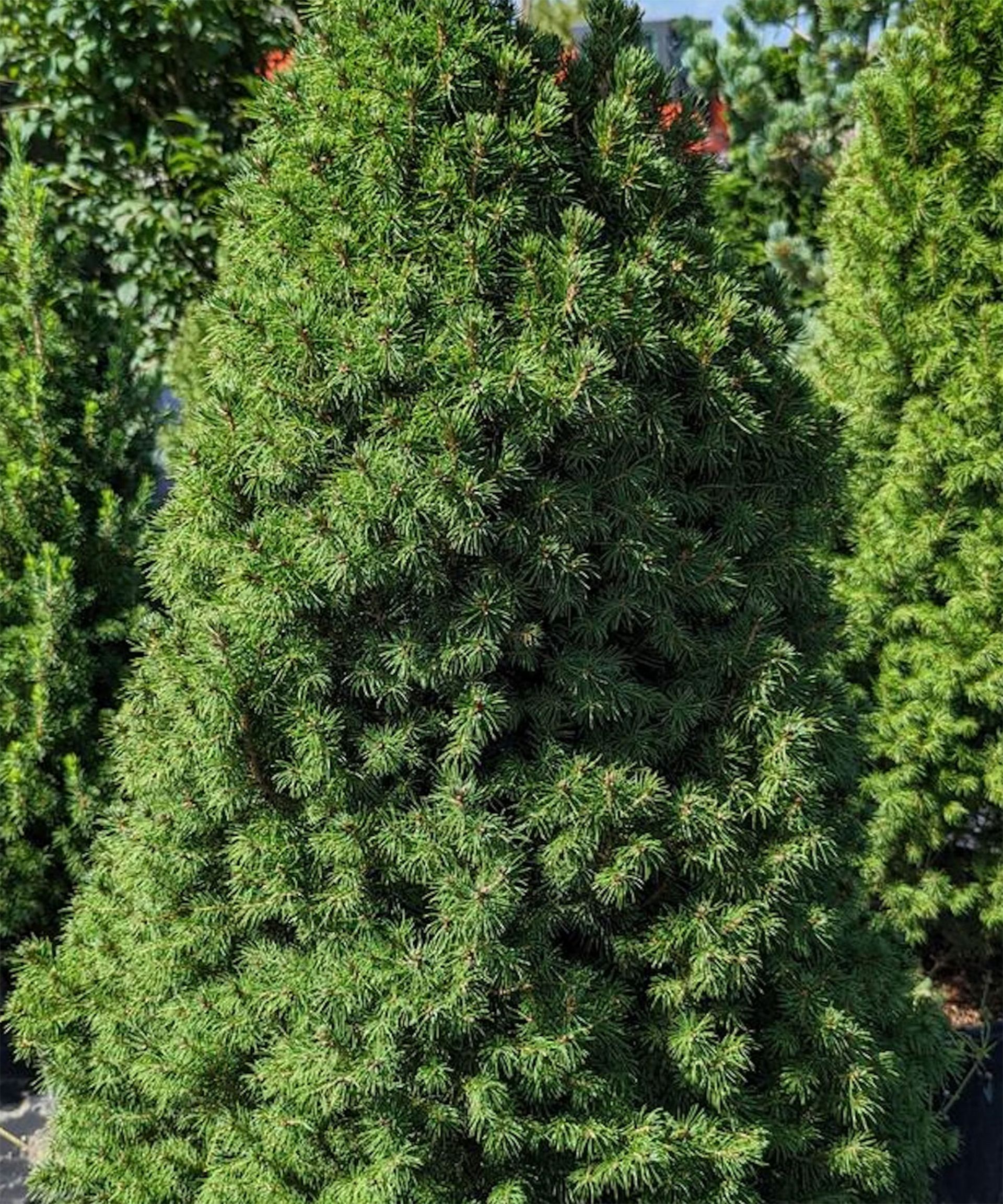 Try These Real Mini Christmas Tree Types For Festive Joy | Gardening ...