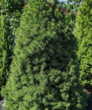 dwarf alberta spruce growing in yard