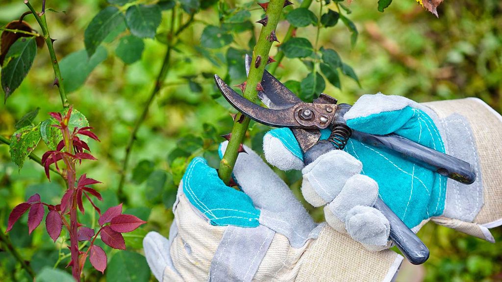 When to prune roses: the expert guide for beautiful blooms | Homes ...