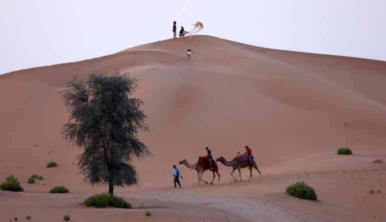 camels in dubai desert