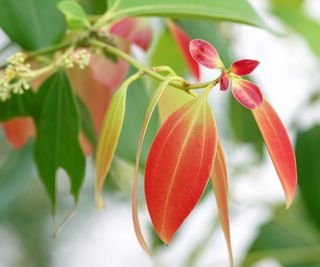 red leaves on a cinnamon plant