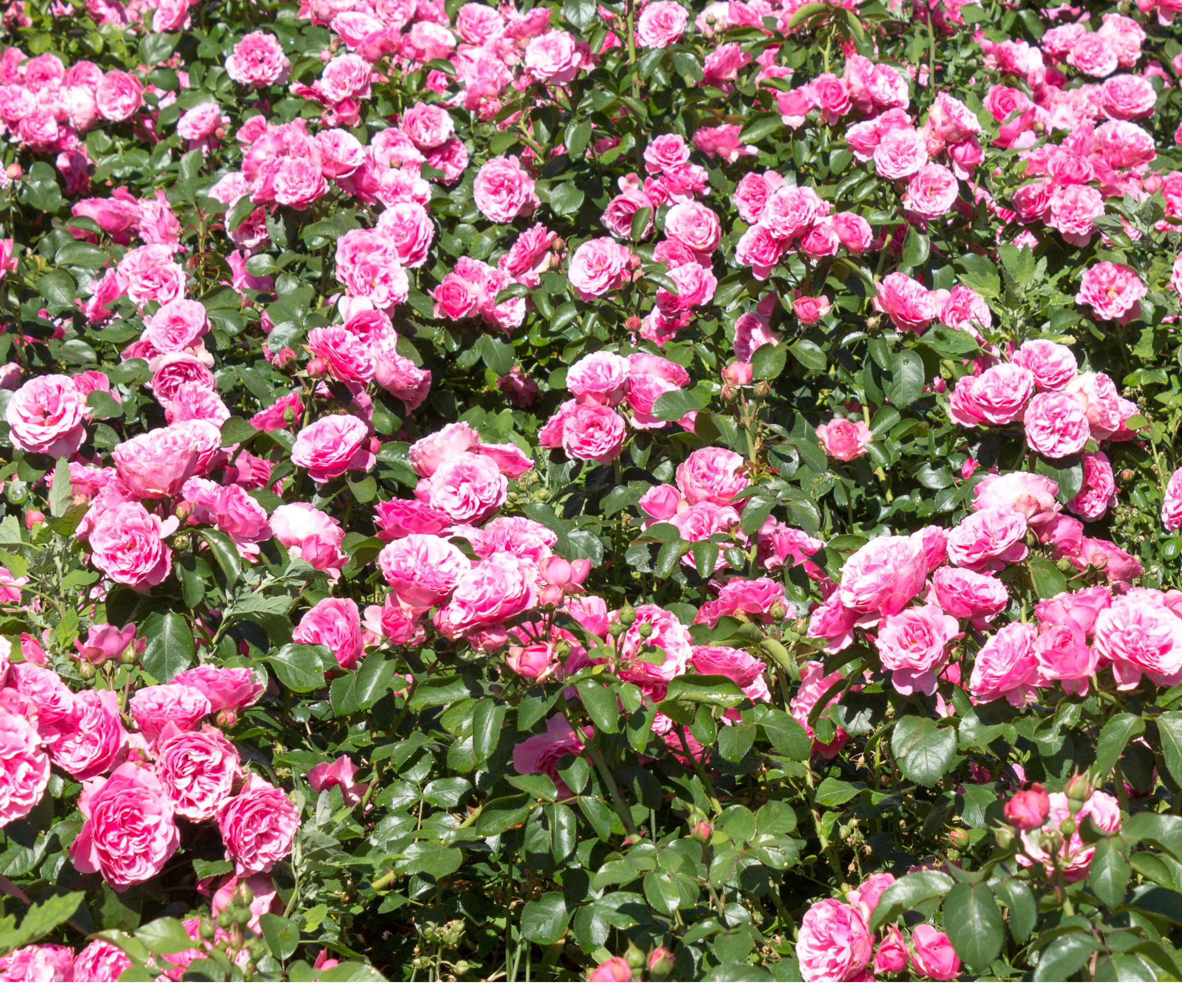 Continuously blooming rose rugosa, groundcover rose, Grothendorst variety. Rose bushes bloom in the park. A sunny summer day.