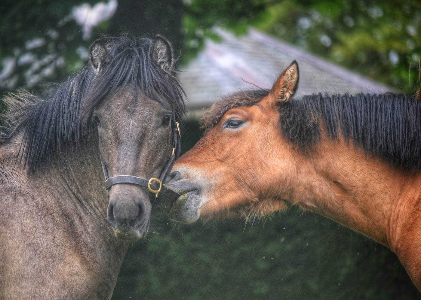 Balmoral Archer and Balmoral Sonny