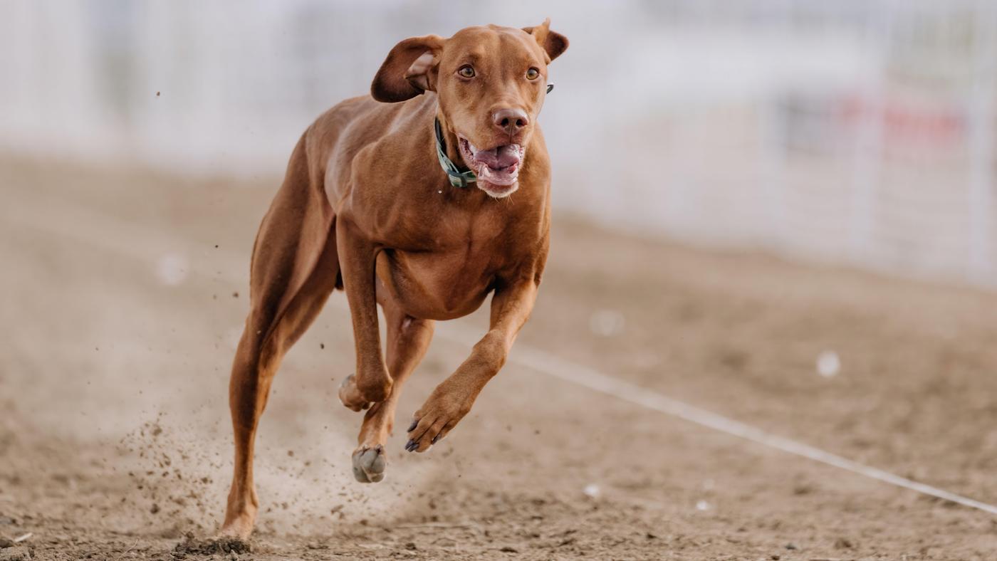 Vizsla running lure coursing: dog breeds for running
