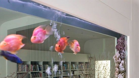 fish tank with fish