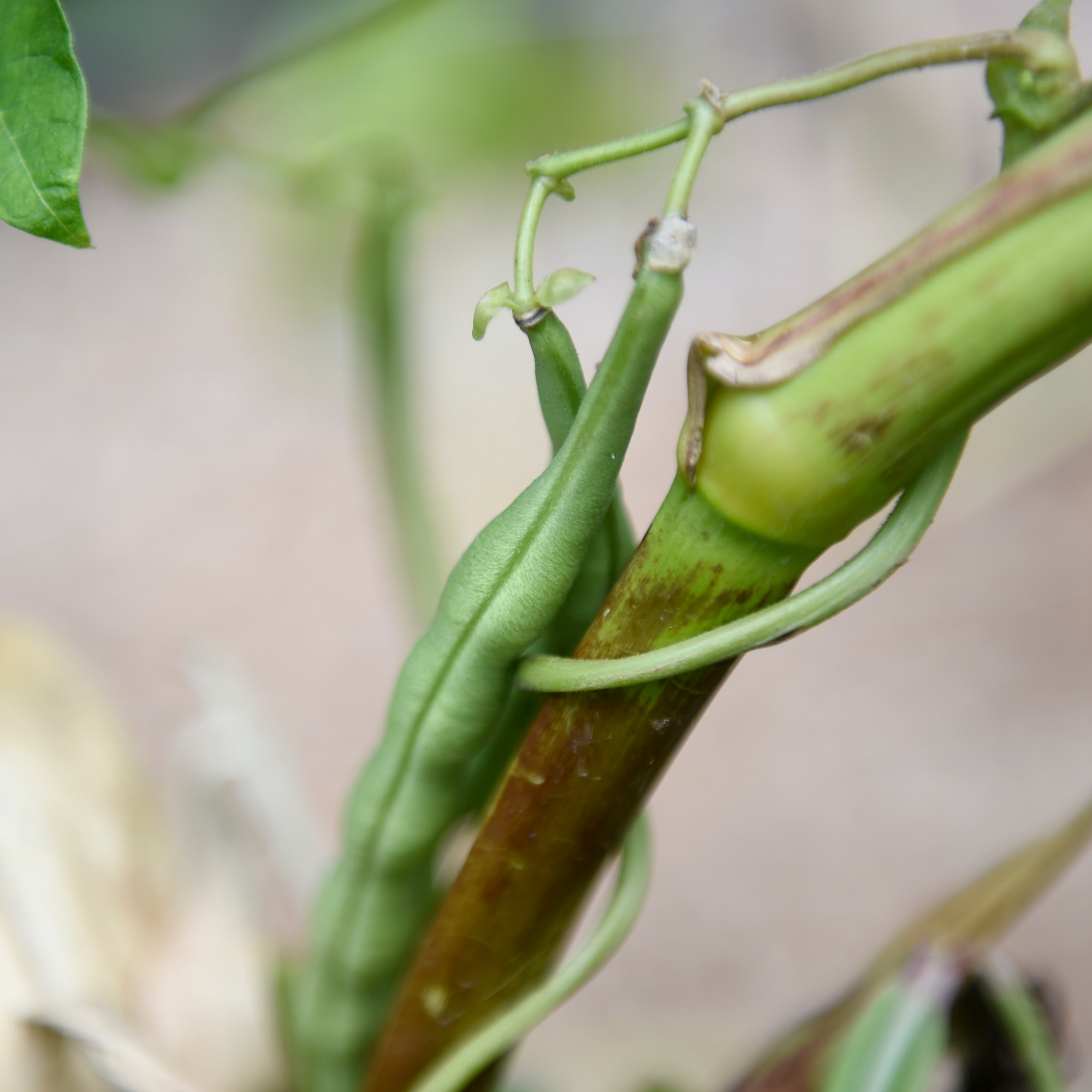 Beans growing up a corn stalk in the Three Sisters garden. At the Three Sisters garden in the Reading Public Museum Arboretum Friday afternoon August 10, 2018.