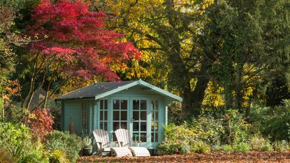 trees that increase property value: Japanese maple