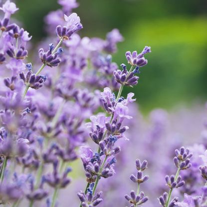 Light purple lavender blooms