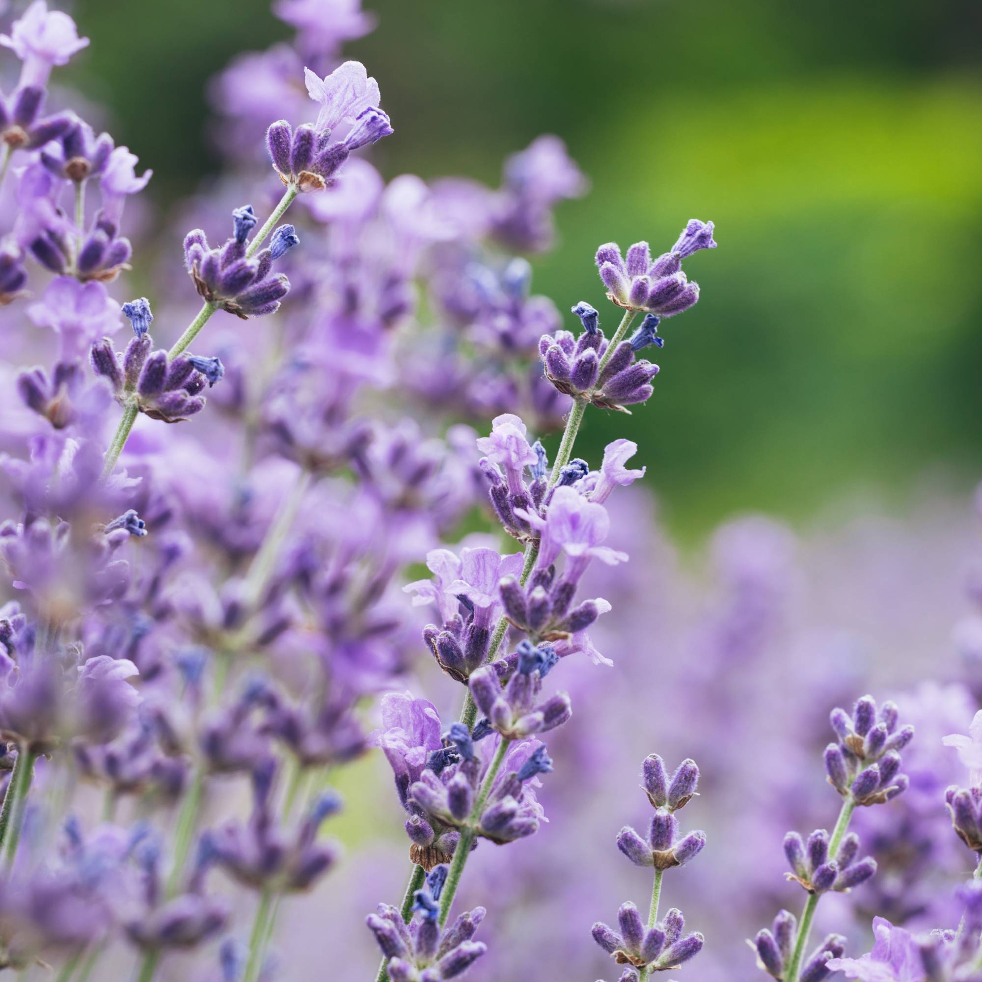 Light purple lavender blooms