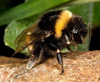 Compared to wasps, bumblebees are quite gentle and docile. They generally are not inclined to sting unless their nests are disturbed, and spend their days buzzing from flower to flower as they collect pollen. They dwell in ground nests and die when autumn rolls around.