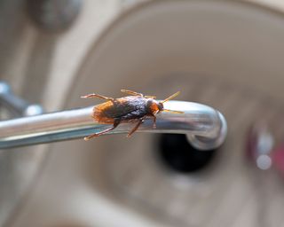 cockroach on kitchen tap