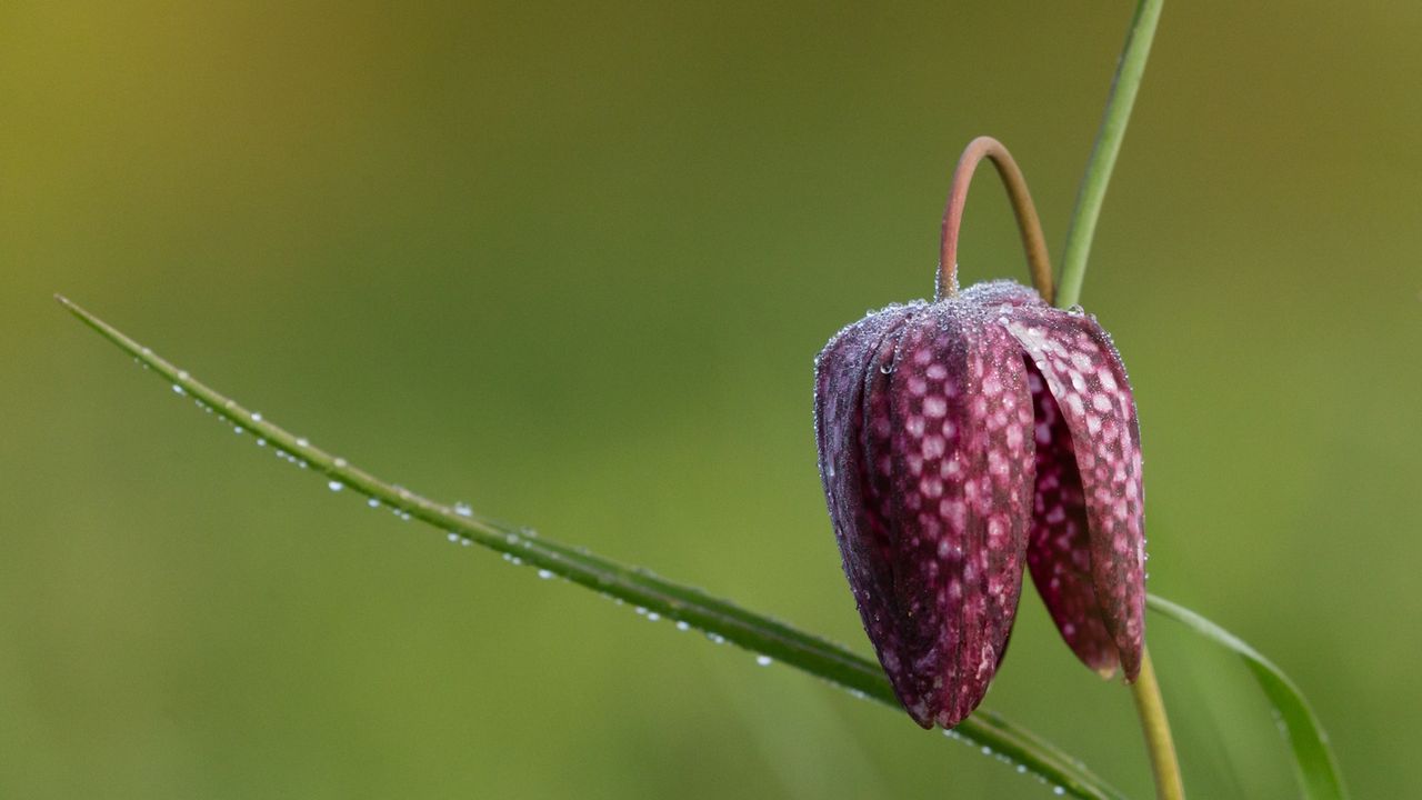 One purple checkerboard flower of the snake&#039;s head fritillary 