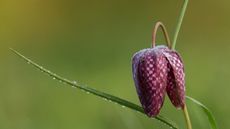 One purple checkerboard flower of the snake's head fritillary 