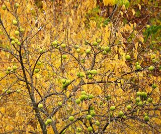 Hedge apple tree with green fruits and yellow foliage in the fall