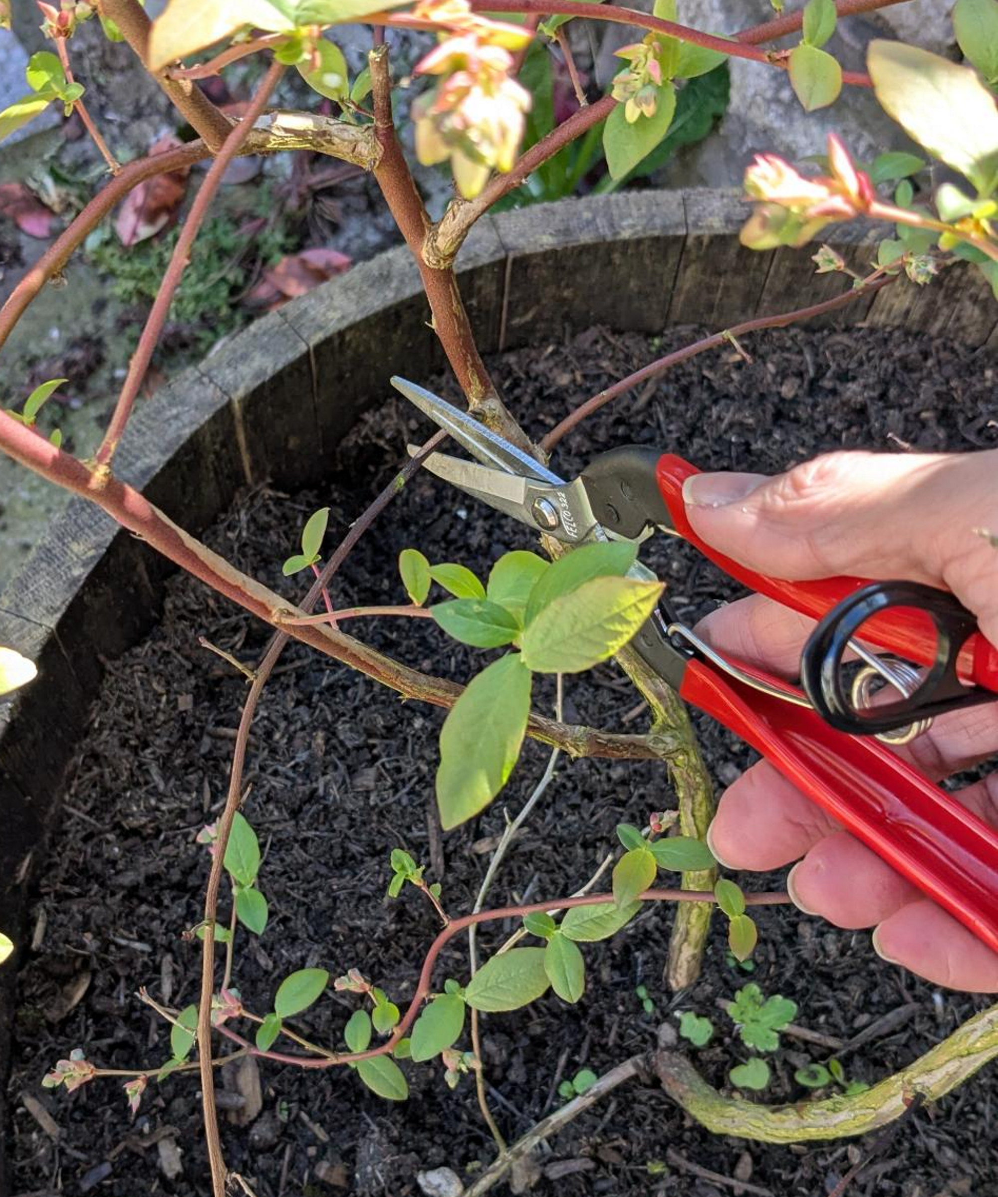 Using Felco 322 pruning snips to trim a blueberry bush