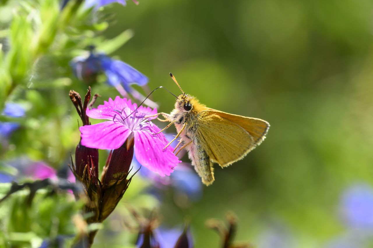 If they&#039;re good enough for the butterflies, they&#039;re good enough for John: an Essex skipper butterfly (Thymelicus lineola) on Dianthus carthusianorum.