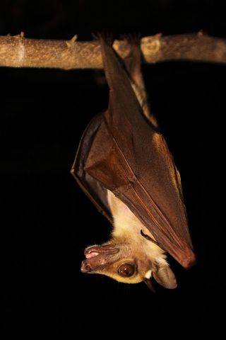 A fruit bat in Ghana