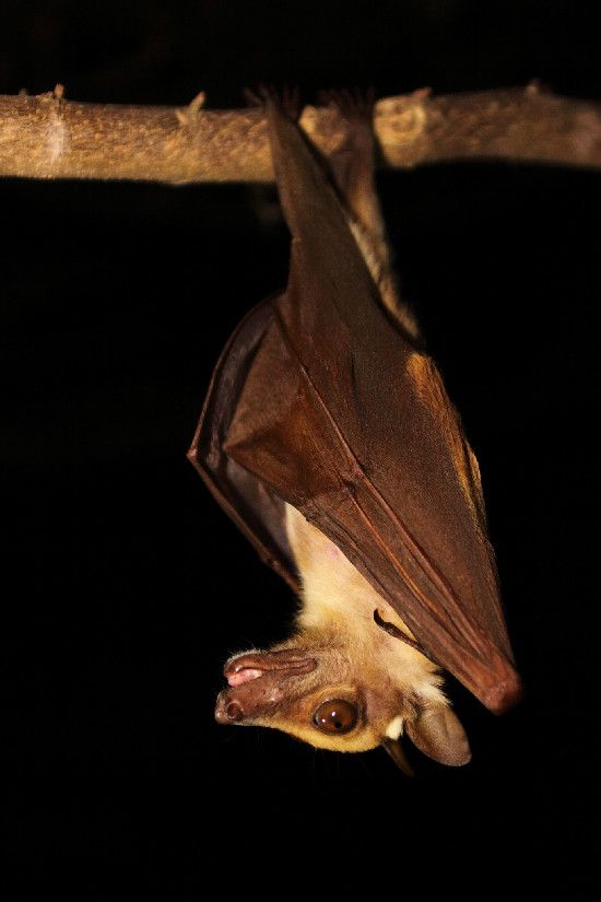 A fruit bat in Ghana