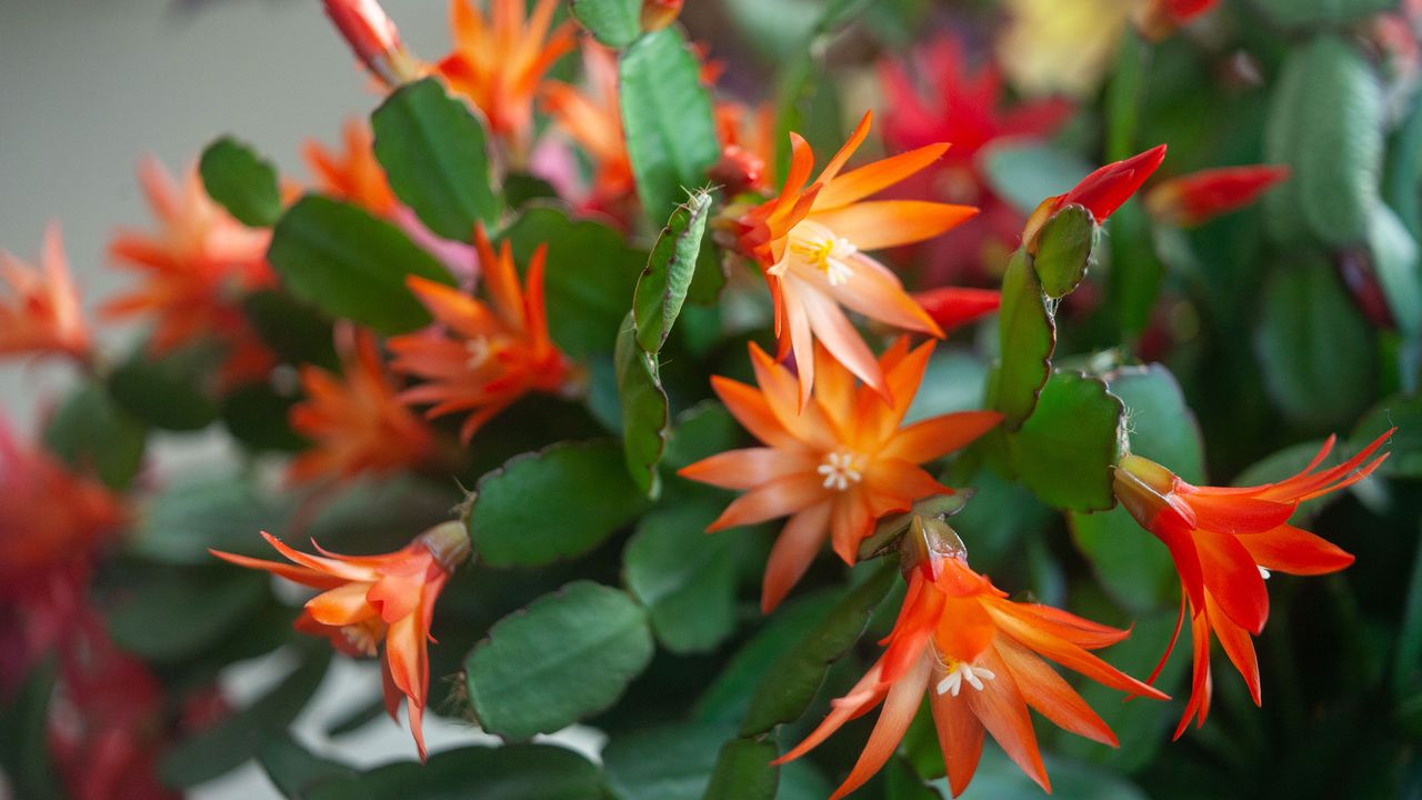 Orange Christmas Cactus in bud/bloom