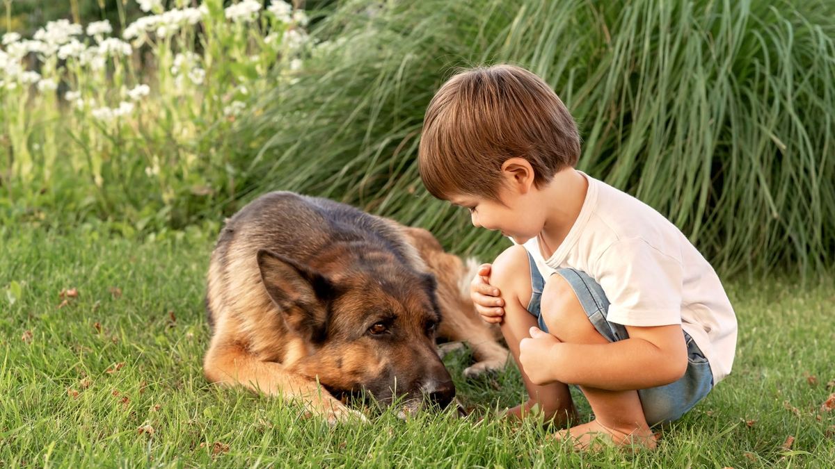 toddler with german shepherd