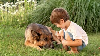 toddler with german shepherd