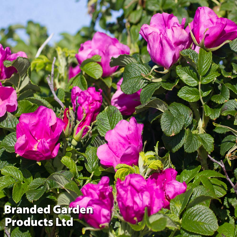 Rose Rugosa 'rubra' (species Shrub Rose)