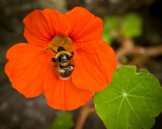nasturtium flower with bee