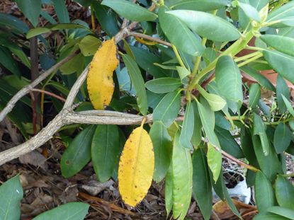 Rhododendron Plant With Yellow Leaves