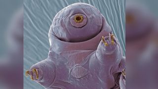 A microscopic photo of the face of a tardigrade species