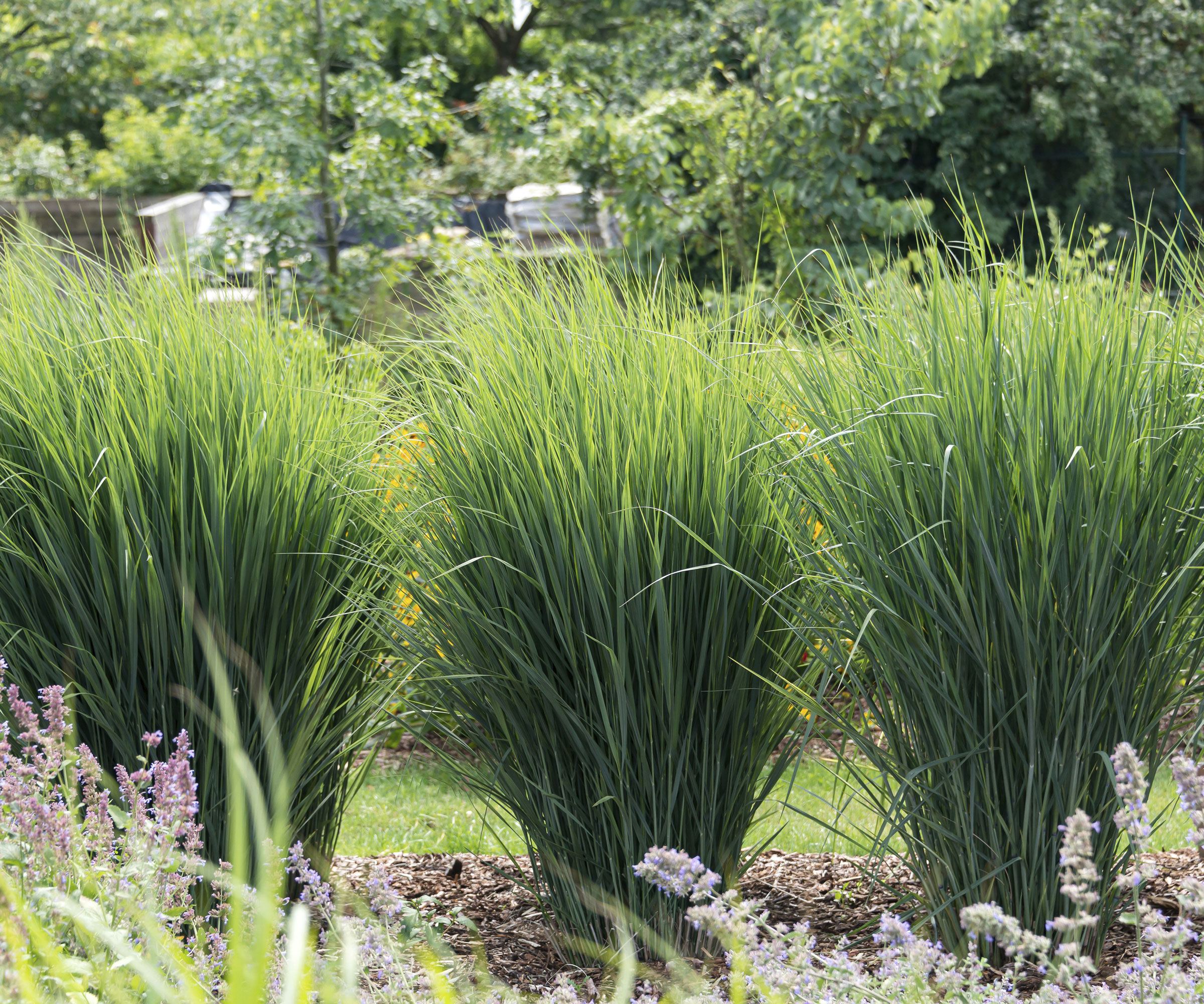 switchgrass plants growing in a row in a garden