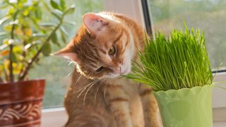 Cat nibbling indoor grass