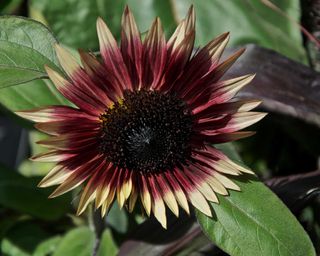 'Ms Mars' sunflower