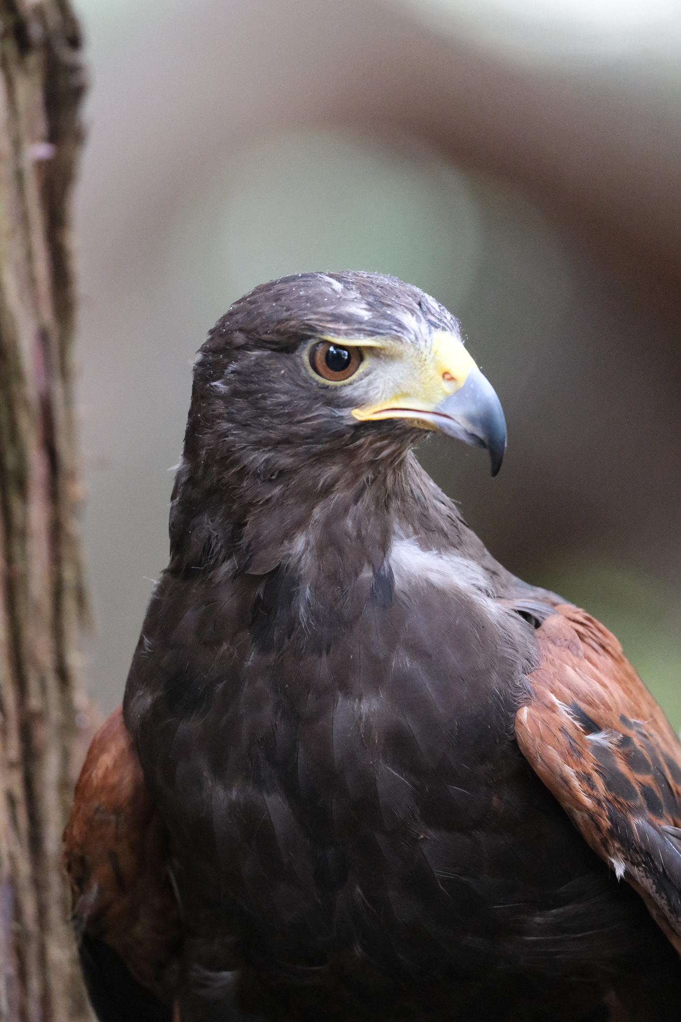 A photo of a bird of prey captured using a Fujifilm X-H2S and XF 400mm F4.5 R LM OIS WR telephoto lens