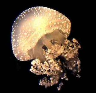 white spotted jellyfish invasive species