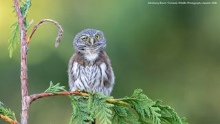 Northern Pygmy Owl, Vancouver Island, British Columbia