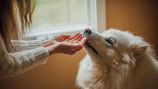 Pet owner offering treat to dog