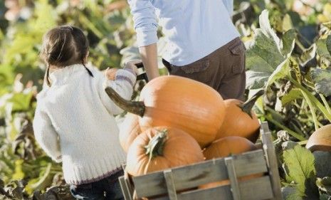 Better get those pumpkins while they&amp;#039;re hot, East Coasters: Between Irene and a fungus outbreak the pumpkin crop is at a low point.