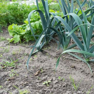 Carrots, lettuce and leeks growing in rows next to a patch of soil