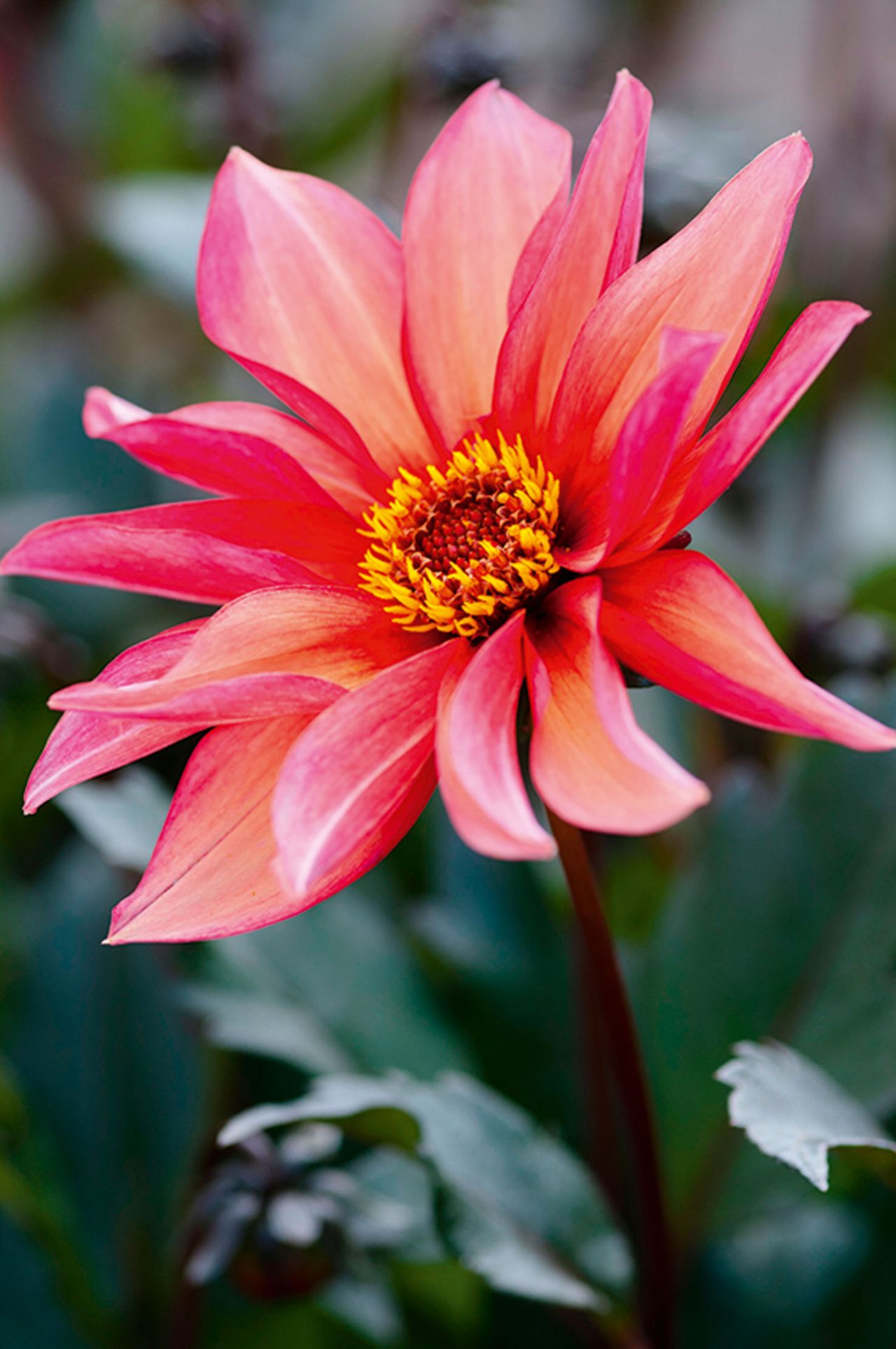 DAHLIA WALTZING MATILDA