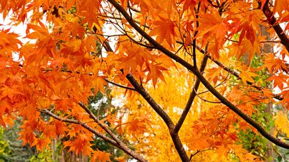 autumn trees with red and yellow leaves