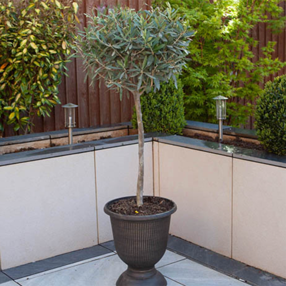 Potted olive tree in a garden