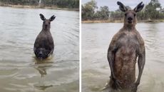 Kangaroo in the water