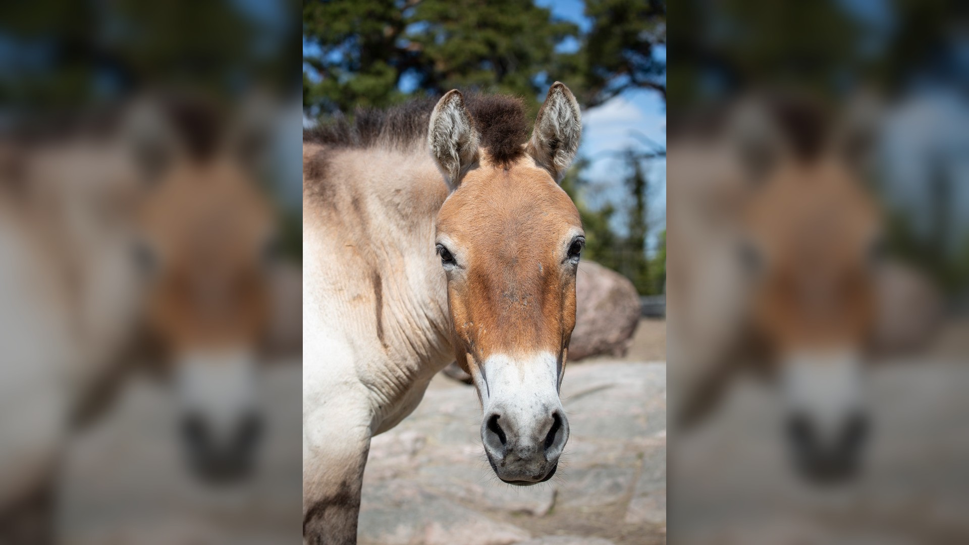 The Yamnaya people didn't ride Przewalski's horses, but these hoofed animals are likely close to what ancient horses looked like in terms of appearance, color and size.