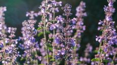 Catmint blooming with sunlight behind