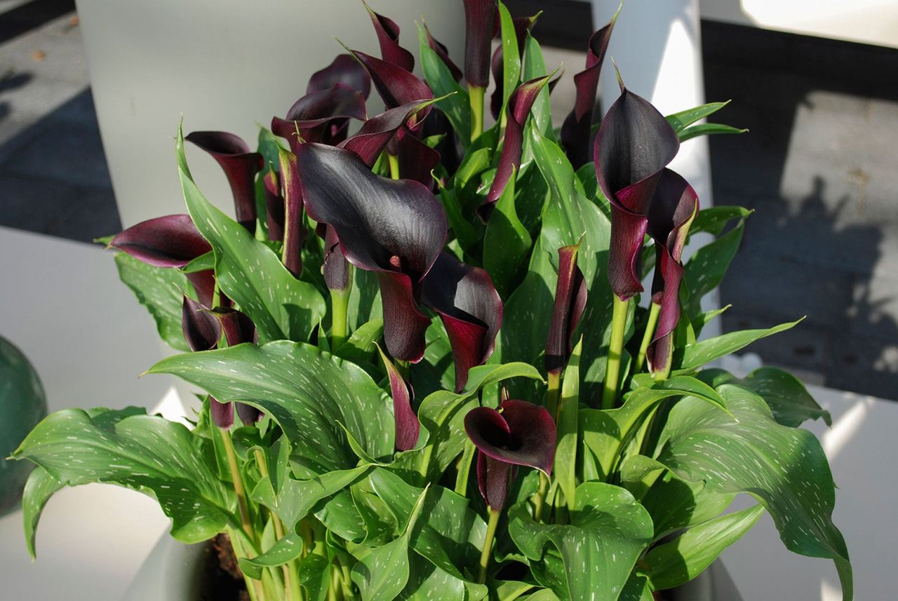 Dark Colored Flowers