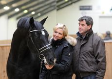 negro dressage stallion